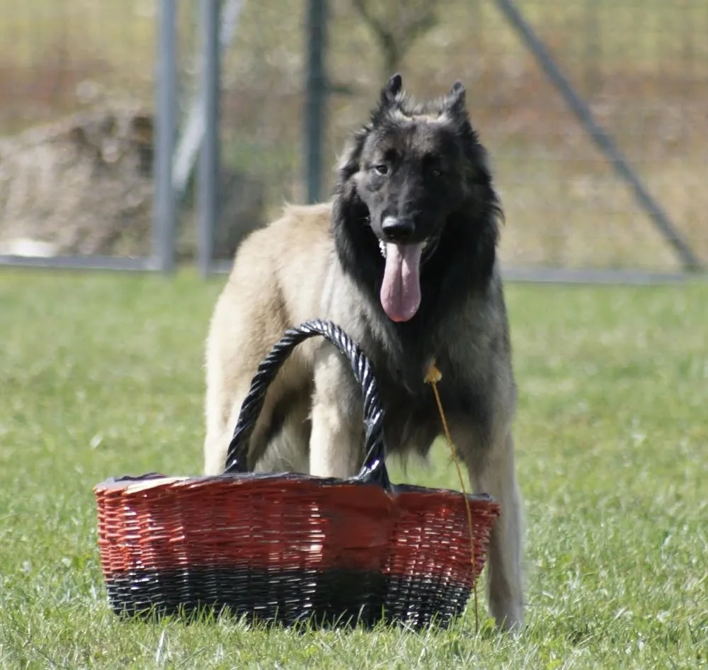 Pension, toilettage, élevage et éducation canin De la foret noir et feu - Haute-Garonne pet otel görseli 3