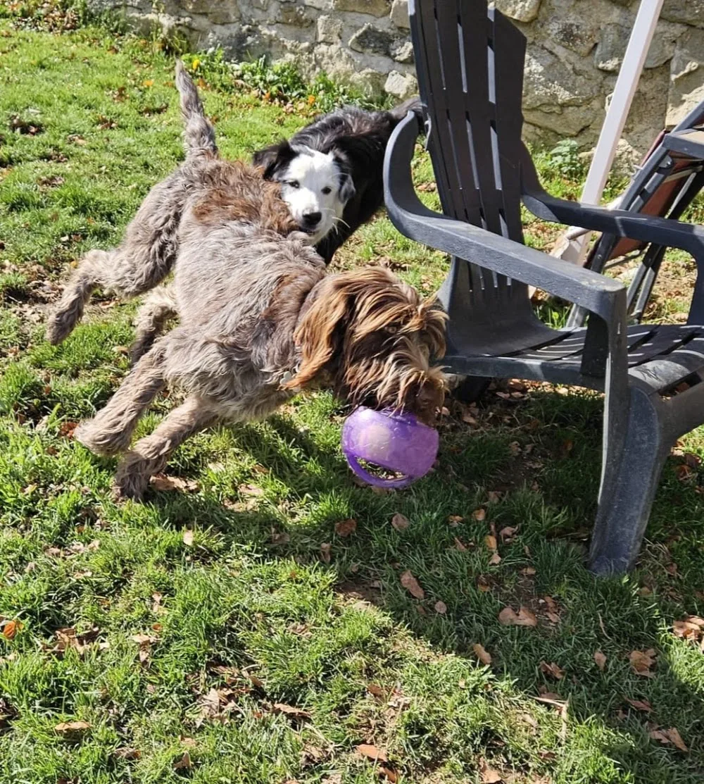 CANIFOREZ colo'canine - Haute-Loire pet otel görseli 3