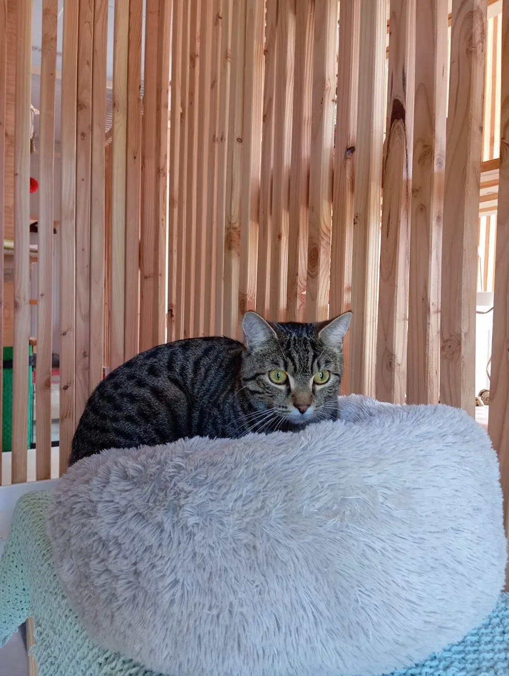 Chat'caille - Haute-Loire pet otel görseli 7