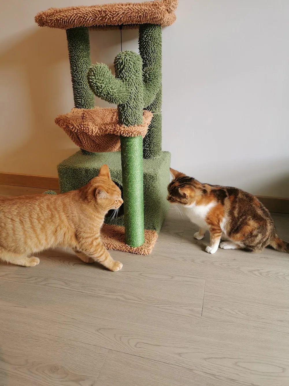 Hotel pour Chats Chez Tonton - Haute-Loire pet otel