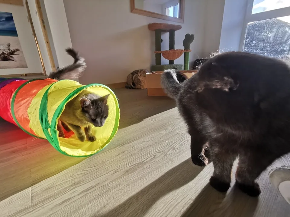 Hotel pour Chats Chez Tonton - Haute-Loire pet otel görseli 7