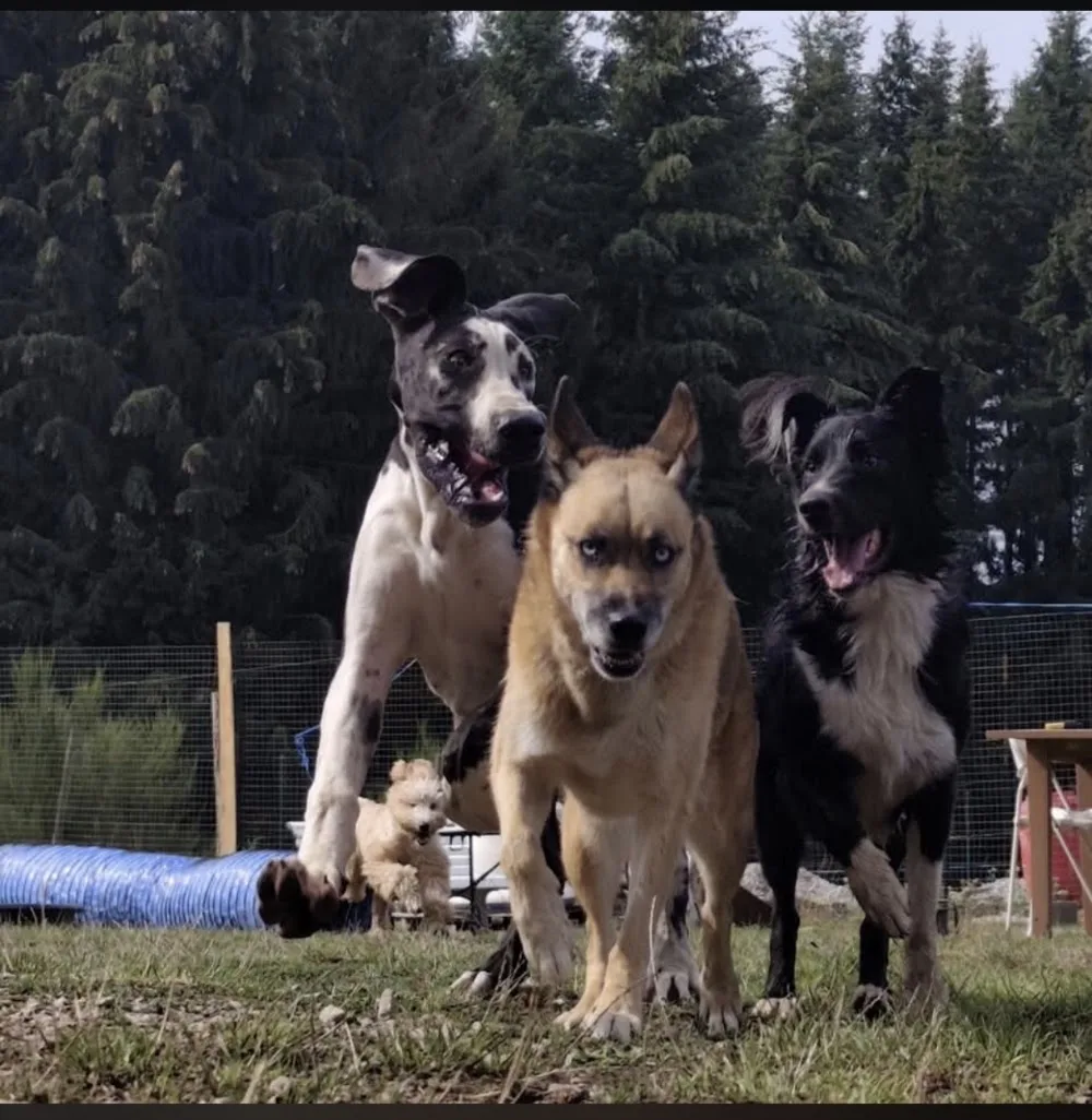 LA MEUTE DES 3 SOURCES - Pension Canine Familiale - Éducation canine et école du chiot. - Haute-Loire pet otel