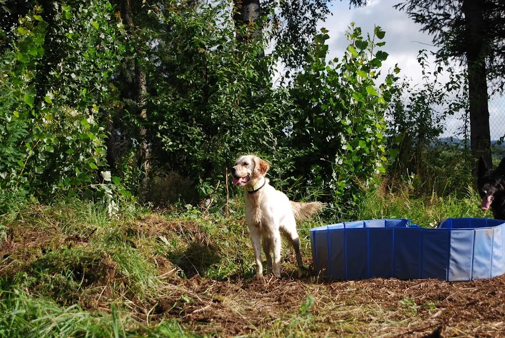 La p'tite colo - garde d'animaux, pension pour chiens - Haute-Loire pet otel görseli 3