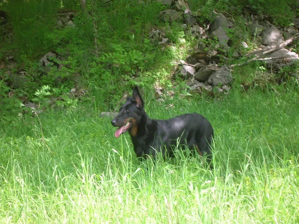 LAMICHIEN, pension canine - Haute-Loire pet otel