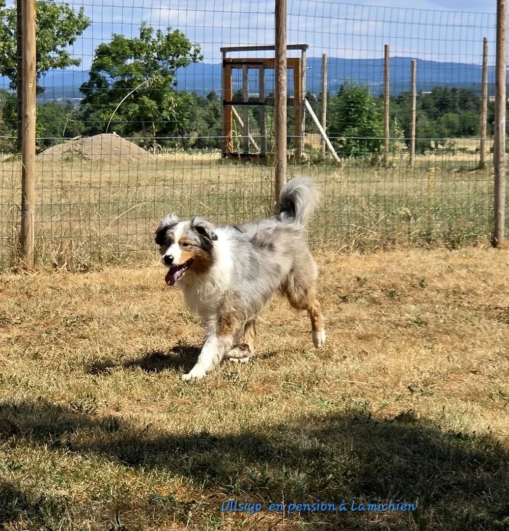 LAMICHIEN, pension canine - Haute-Loire pet otel görseli 3