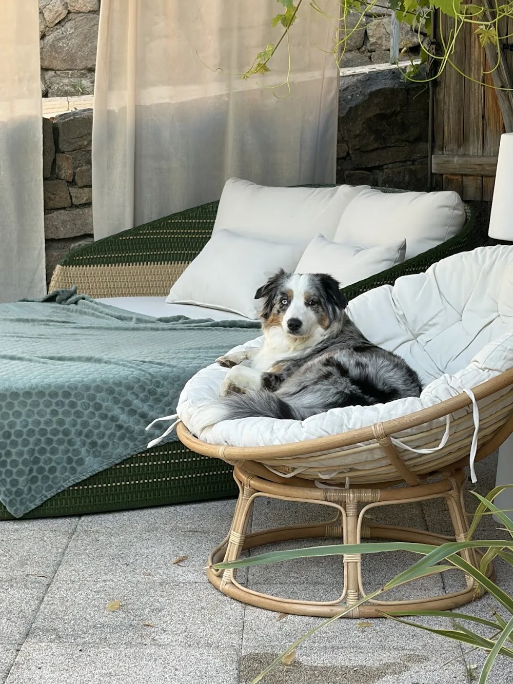 le moulin des truffes - Haute-Loire pet otel görseli 3