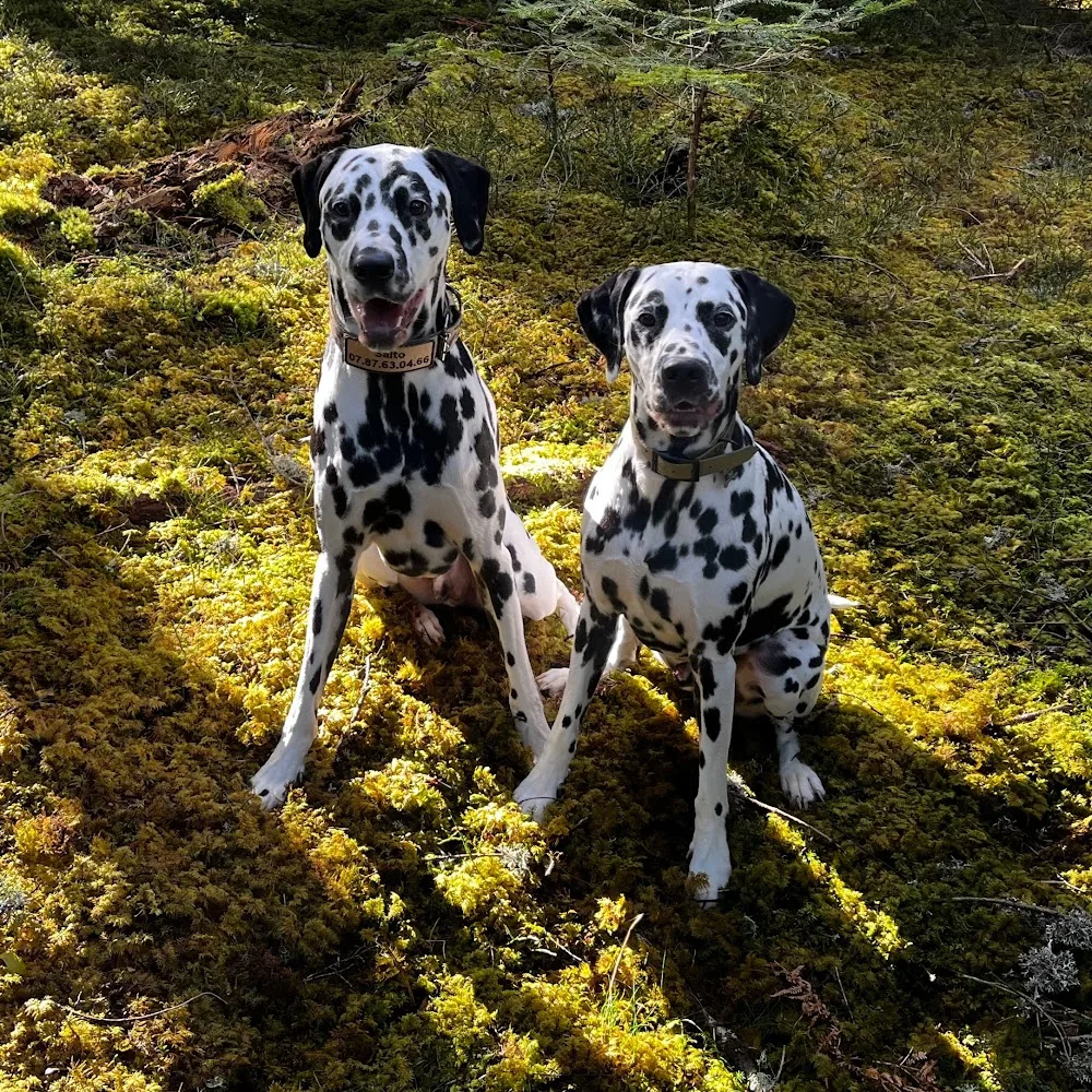 Pension Canine Des Murmures De La Foret - Haute-Loire pet otel görseli 5