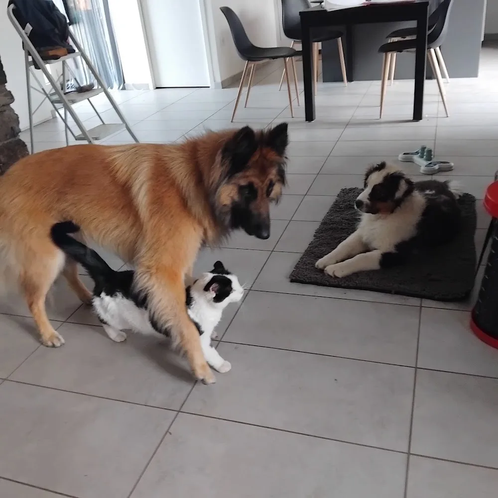 Recrée Canine - Haute-Loire pet otel görseli 2