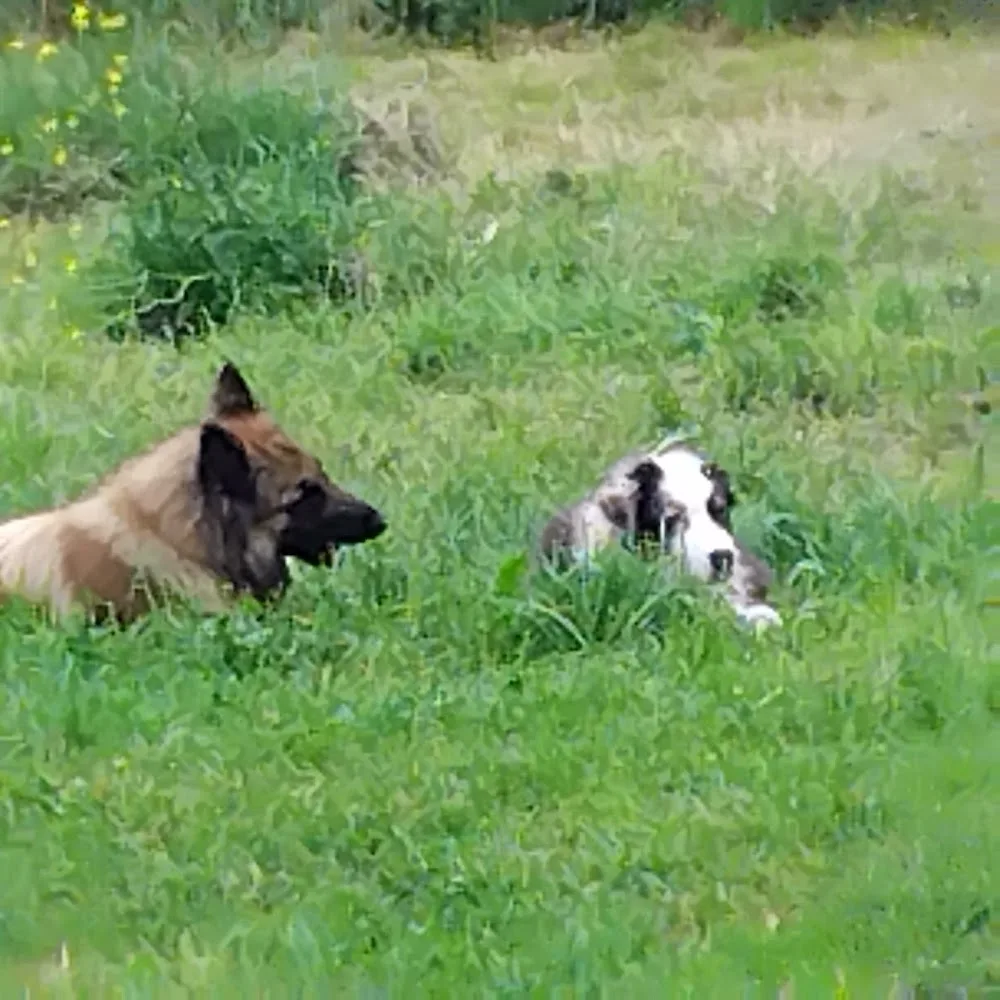 Recrée Canine - Haute-Loire pet otel görseli 3