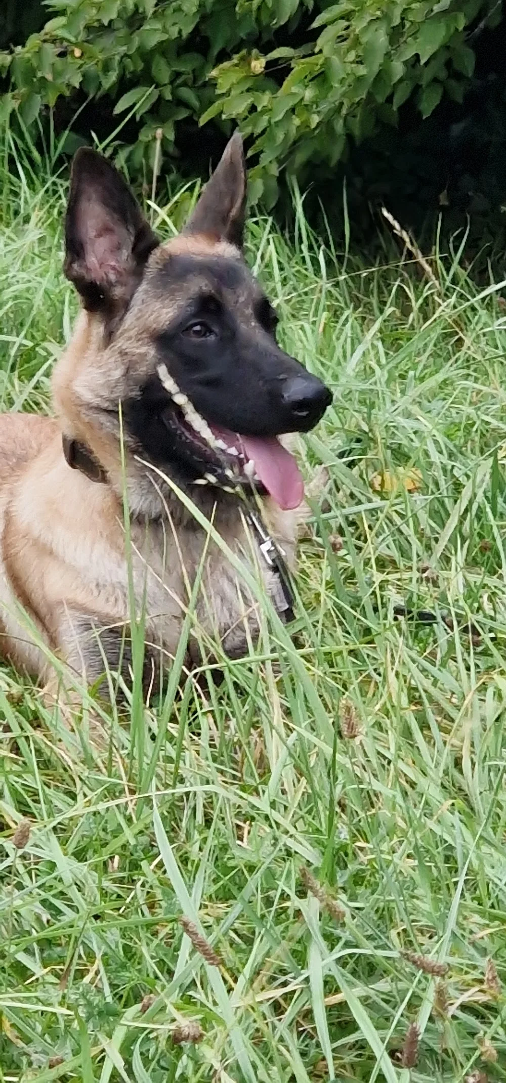 Chez Nath - Haute-Marne pet otel görseli 3