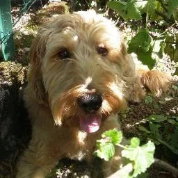 Chez Nath - Haute-Marne pet otel görseli 5