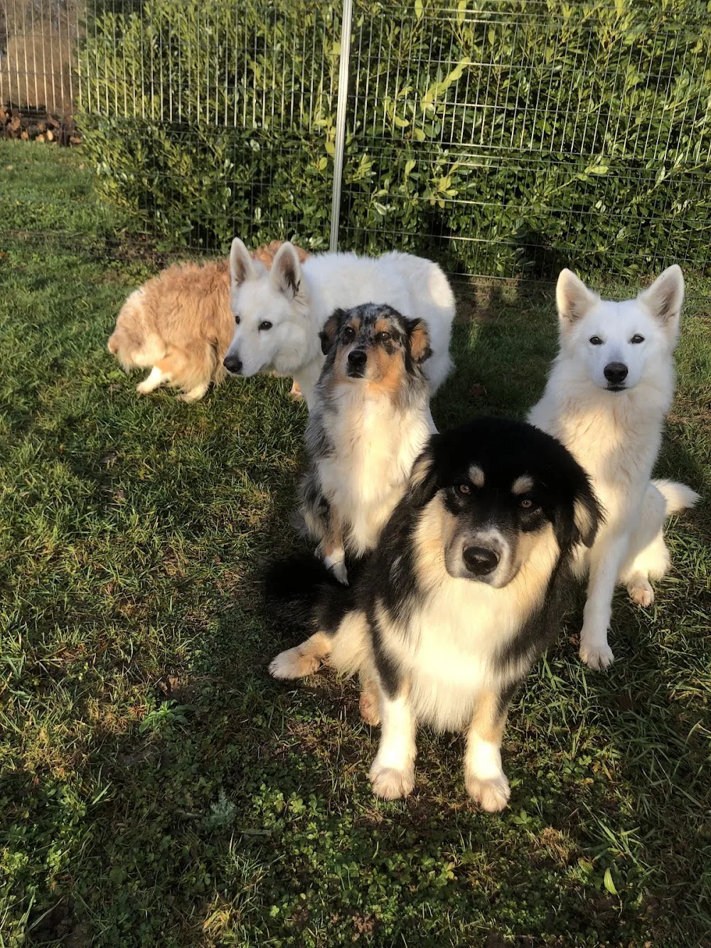 Au Doubs Chenil Pension Canine & Féline 25 - Haute-Saône pet otel görseli 3