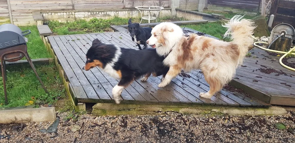 É-du-chien - Haute-Saône pet otel