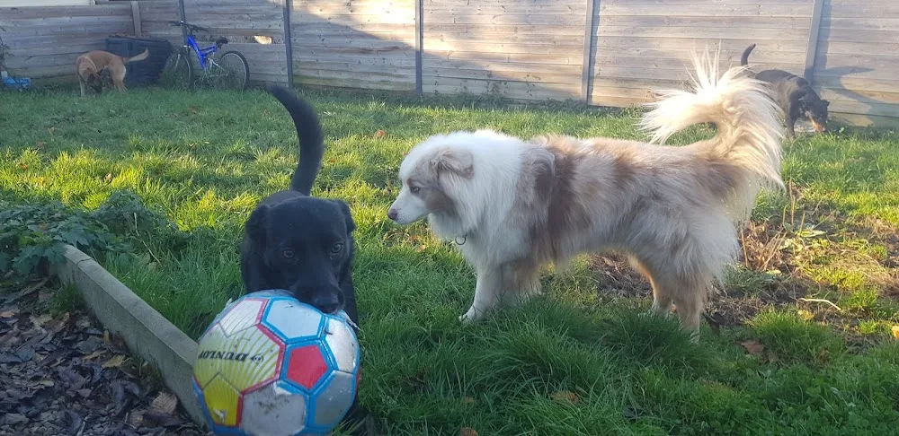 É-du-chien - Haute-Saône pet otel görseli 3