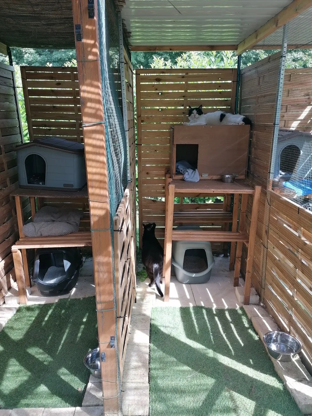 La Chatmaraderie pension pour chats - Haute-Saône pet otel