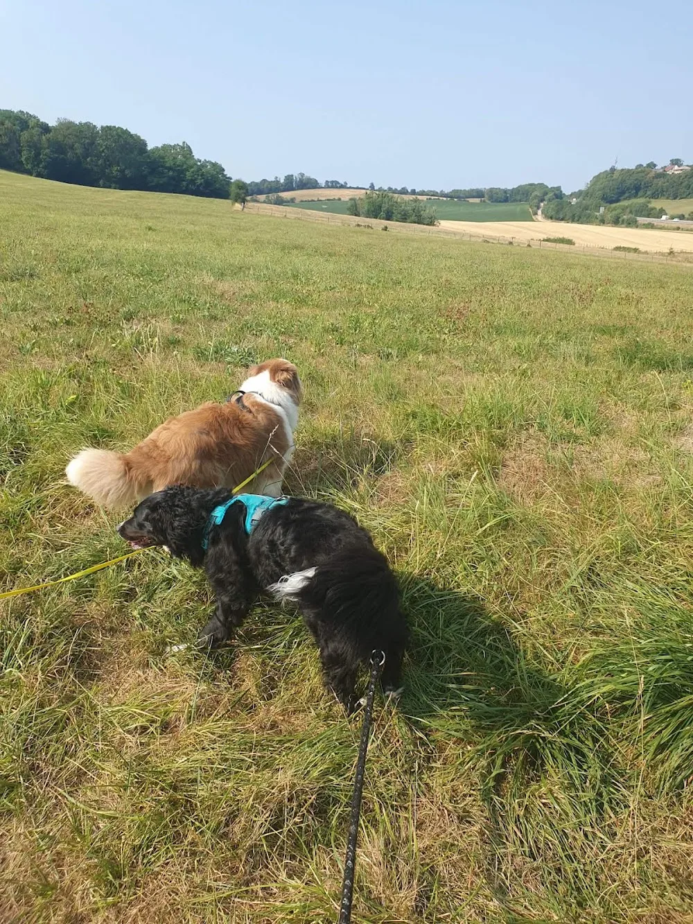 La Colo des Toutous | Pension canine près de Besançon - Haute-Saône pet otel