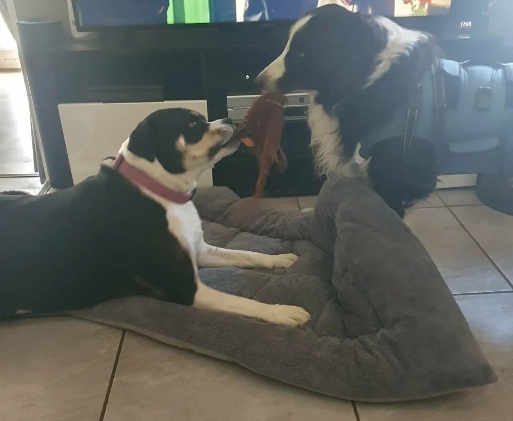 La Colo des Toutous | Pension canine près de Besançon - Haute-Saône pet otel görseli 3