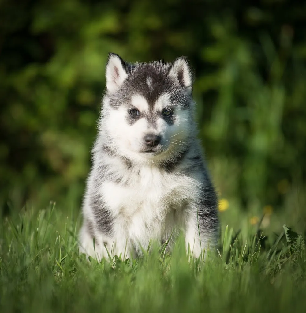 Of Everbloom - Élevage de Husky - Pension canine - Haute-Saône pet otel