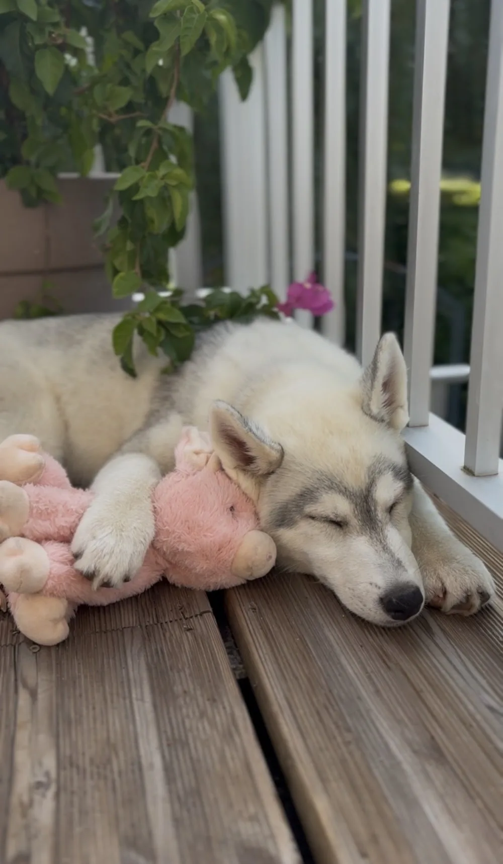 Of Everbloom - Élevage de Husky - Pension canine - Haute-Saône pet otel görseli 3