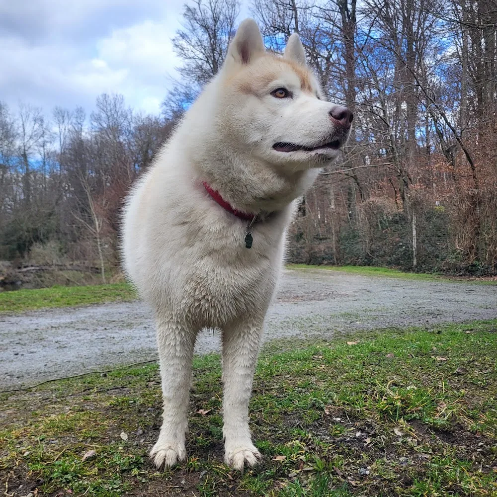 Pension Canine de l'Etang - Haute-Saône pet otel görseli 2