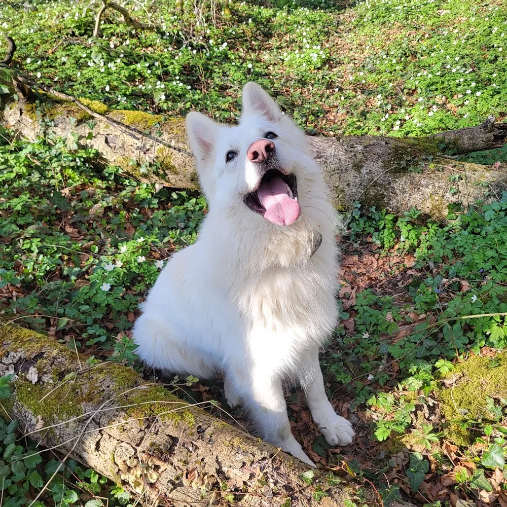 Pension Canine de l'Etang - Haute-Saône pet otel görseli 3