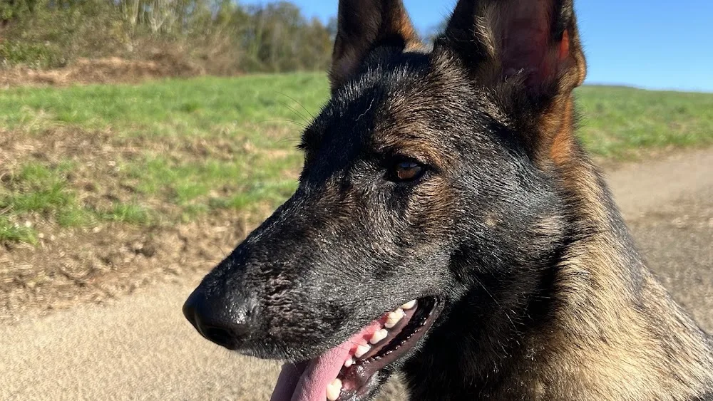 Pension canine du bonheur d'émir - Haute-Saône pet otel görseli 2