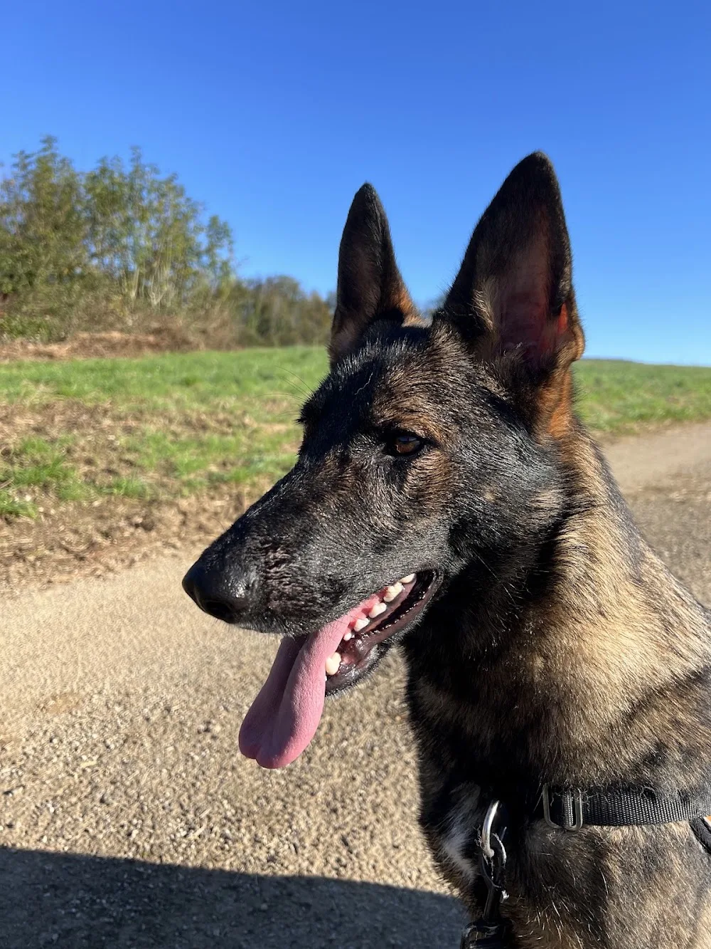 Pension canine du bonheur d'émir - Haute-Saône pet otel görseli 3