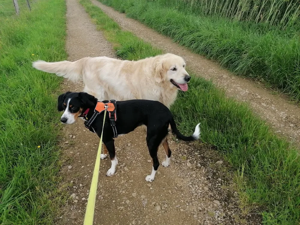 pension chien jura - Haute-Saône pet otel