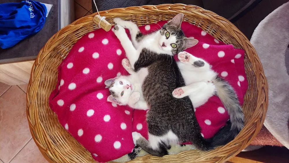 Pension Féline de Lucky - Haute-Saône pet otel görseli 3