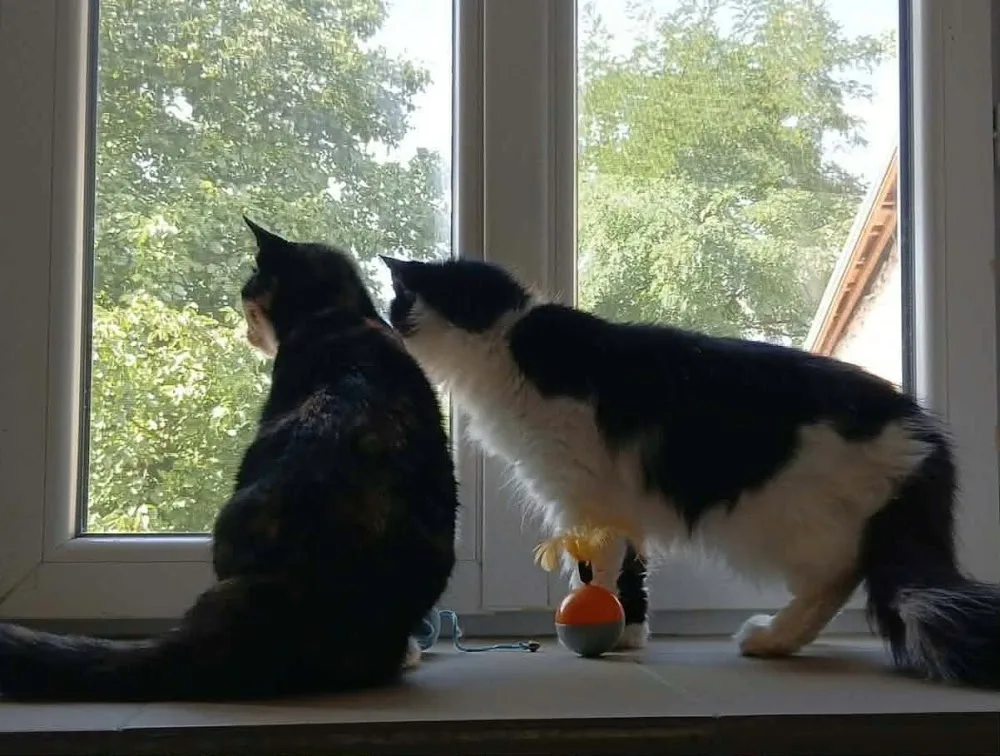 Pension pour Chat Lavigney Langres Vesoul - AU BONHEUR DES CHATS - Haute-Saône pet otel