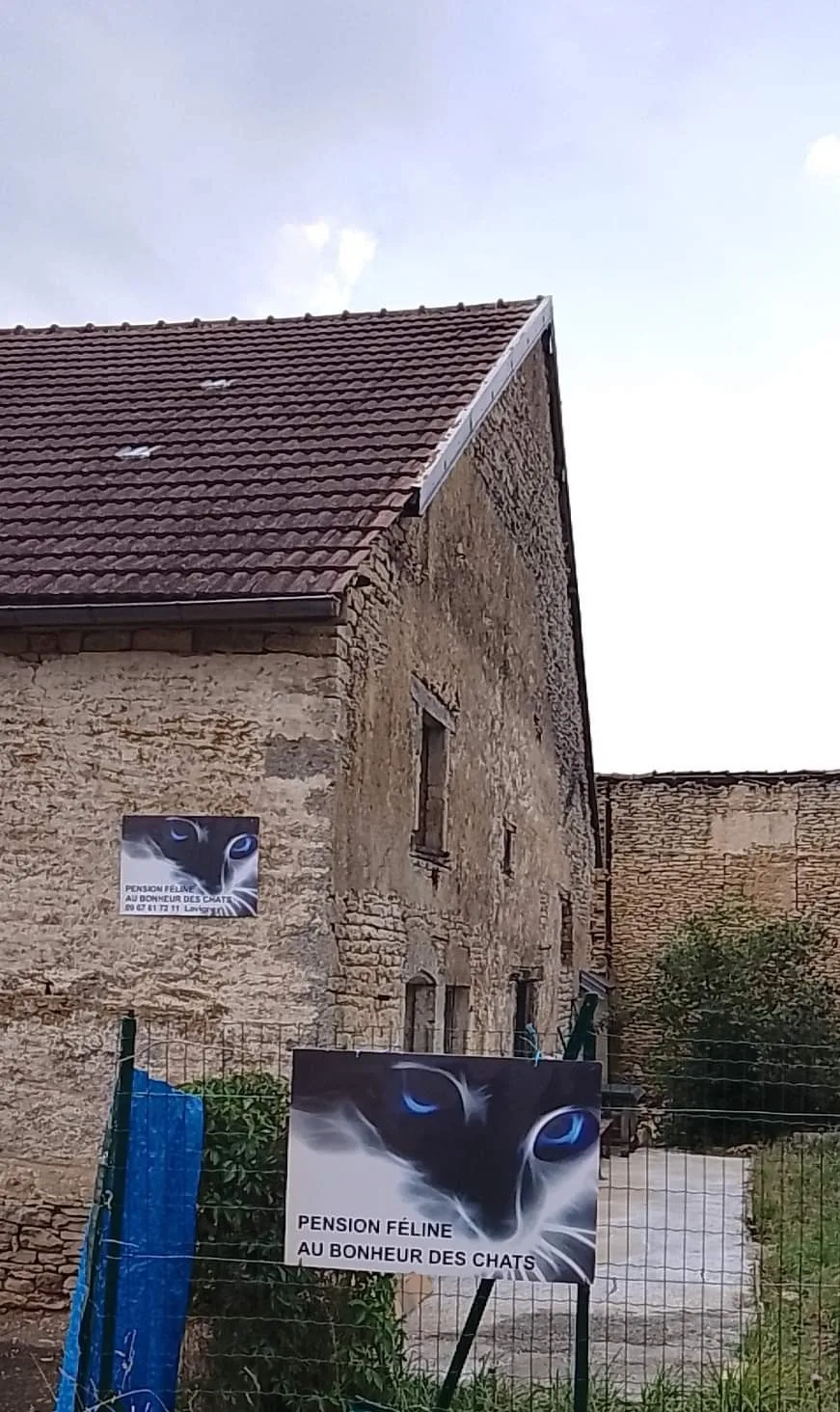 Pension pour Chat Lavigney Langres Vesoul - AU BONHEUR DES CHATS - Haute-Saône pet otel görseli 3