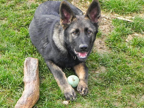 Prestachiens – Éducation canine à Vesoul & pension chiens à Port-sur-Saône - Haute-Saône pet otel görseli 3