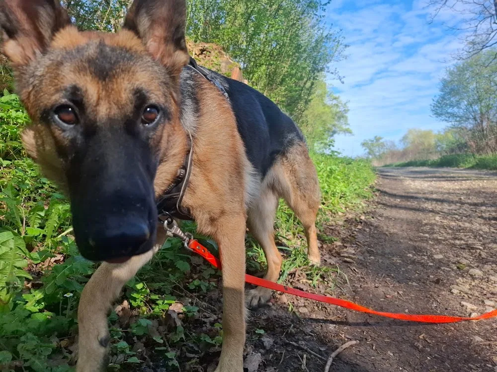 Prom'Dog JCF - Haute-Saône pet otel görseli 2