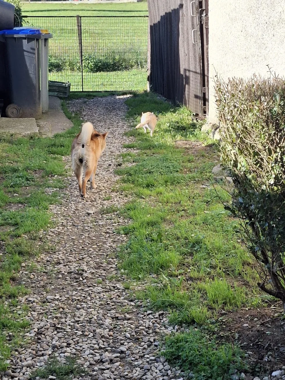 Prom'Dog JCF - Haute-Saône pet otel görseli 3