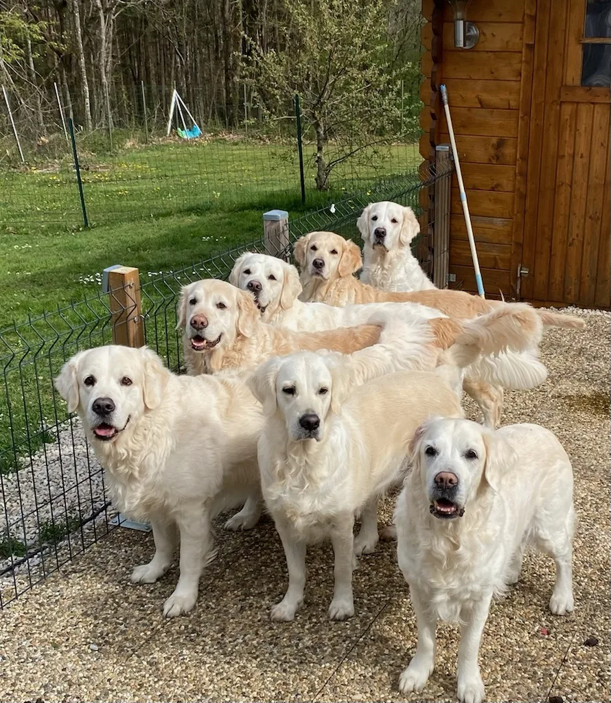 Sarl Ecot Logis - Haute-Saône pet otel