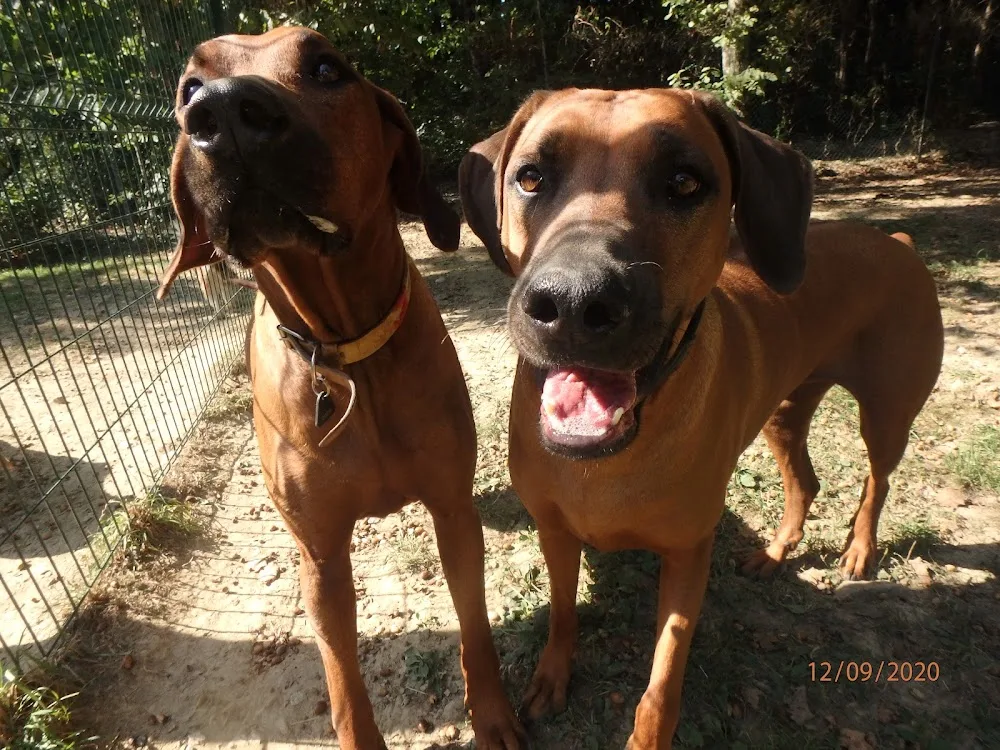 A.P.S Animaux Passions Services - Haute-Savoie pet otel
