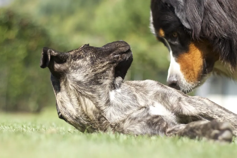 DOG CENTER les Millieres - Haute-Savoie pet otel