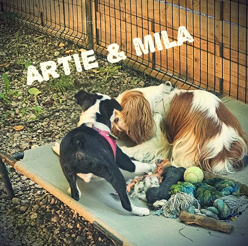 Garde de chiens 74 - Chez Laëti - Haute-Savoie pet otel