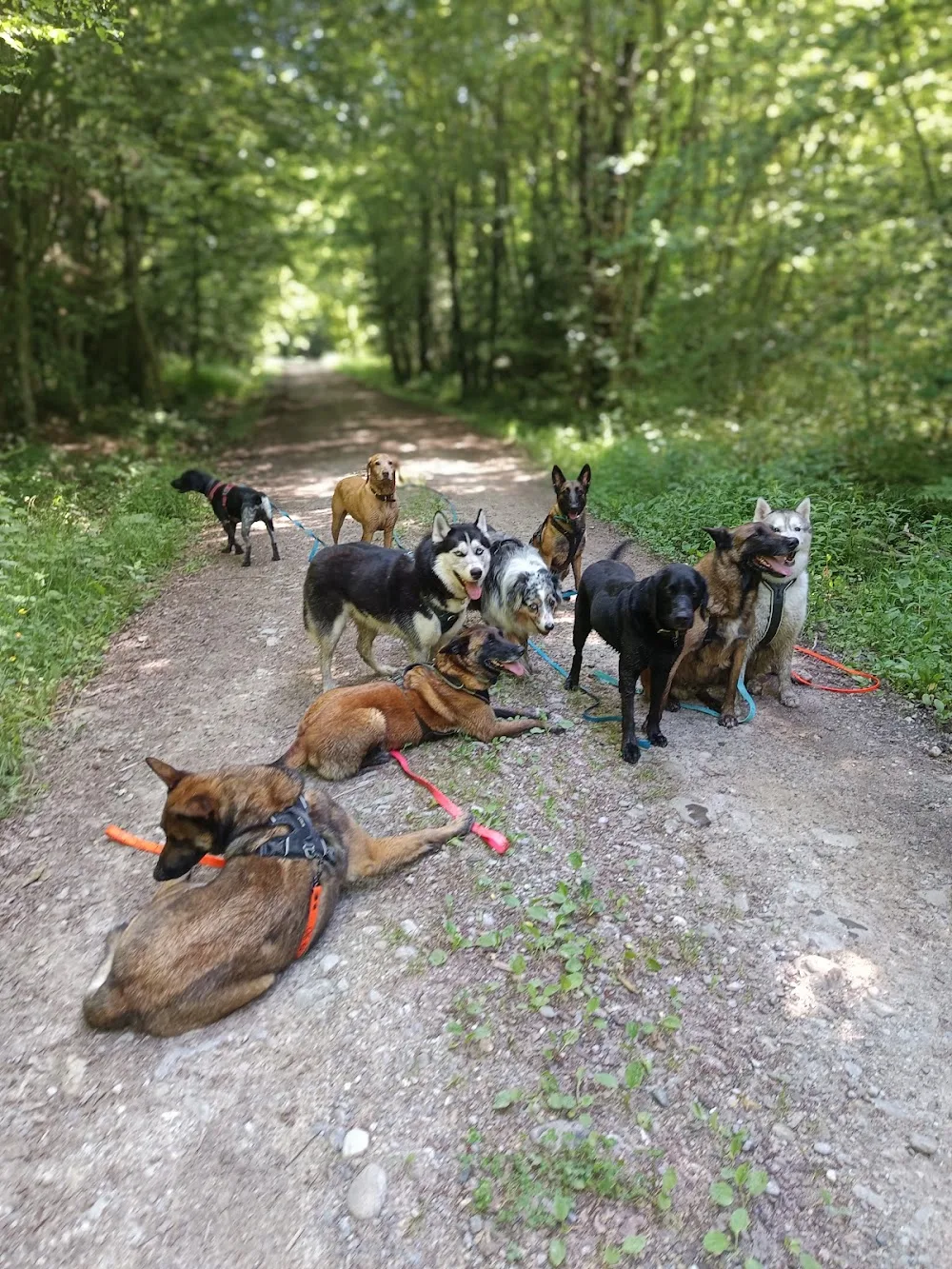 HoneyDog - Haute-Savoie pet otel görseli 3