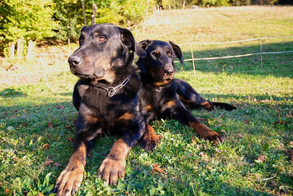 La bande noire - Haute-Savoie pet otel