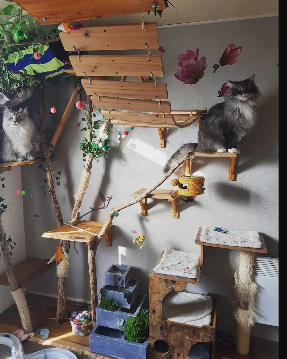 L'antre Chat, pension féline familiale à Annecy, Recommandé par les vétérinaires et les associations de protection animale - Haute-Savoie pet otel