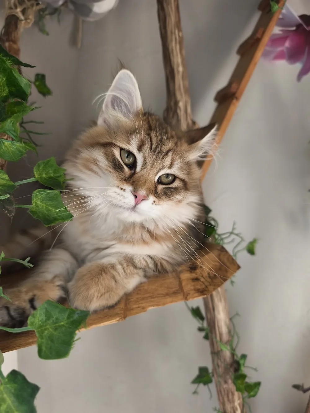 L'antre Chat, pension féline familiale à Annecy, Recommandé par les vétérinaires et les associations de protection animale - Haute-Savoie pet otel görseli 3