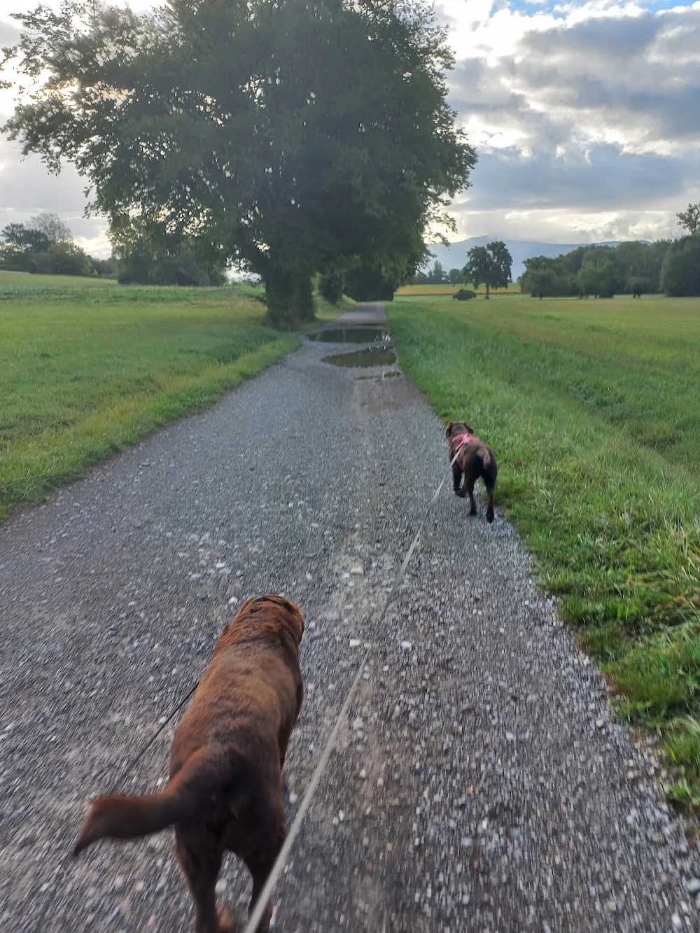 Les amis d'Agathe, pension canine Yvoire - Haute-Savoie pet otel görseli 3
