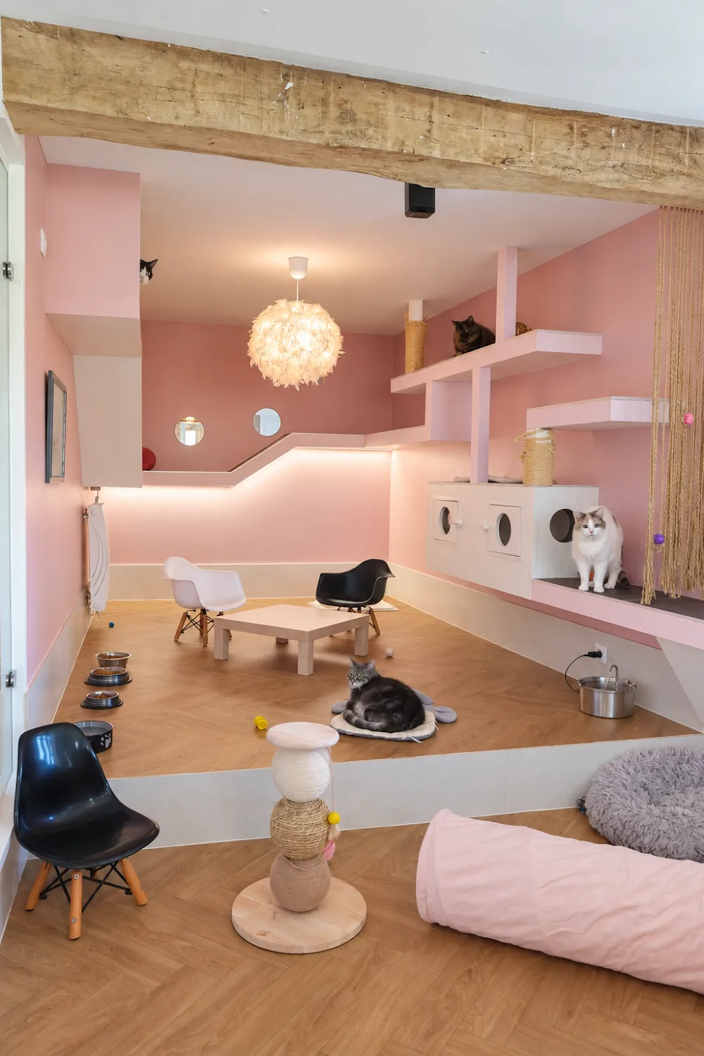Les Pachas d'Amandine - Pension pour chat Annecy Genève - Haute-Savoie pet otel görseli 3