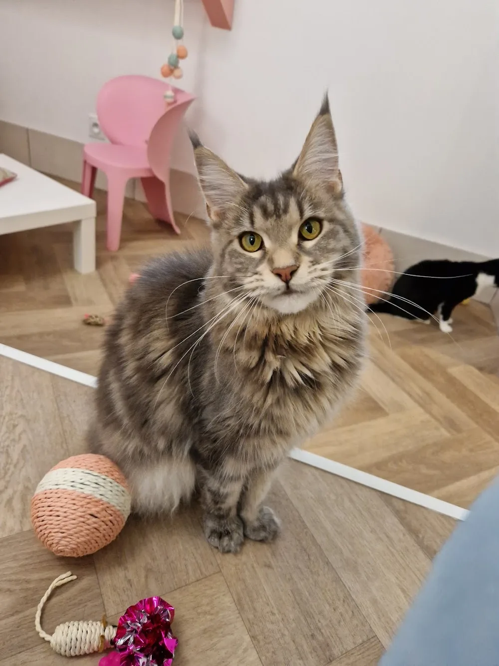 Les Pachas d'Amandine - Pension pour chat Genève-Annecy - Haute-Savoie pet otel görseli 3