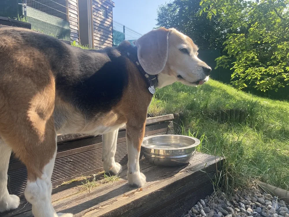 MON CHIEN EN VACANCES - Haute-Savoie pet otel görseli 2