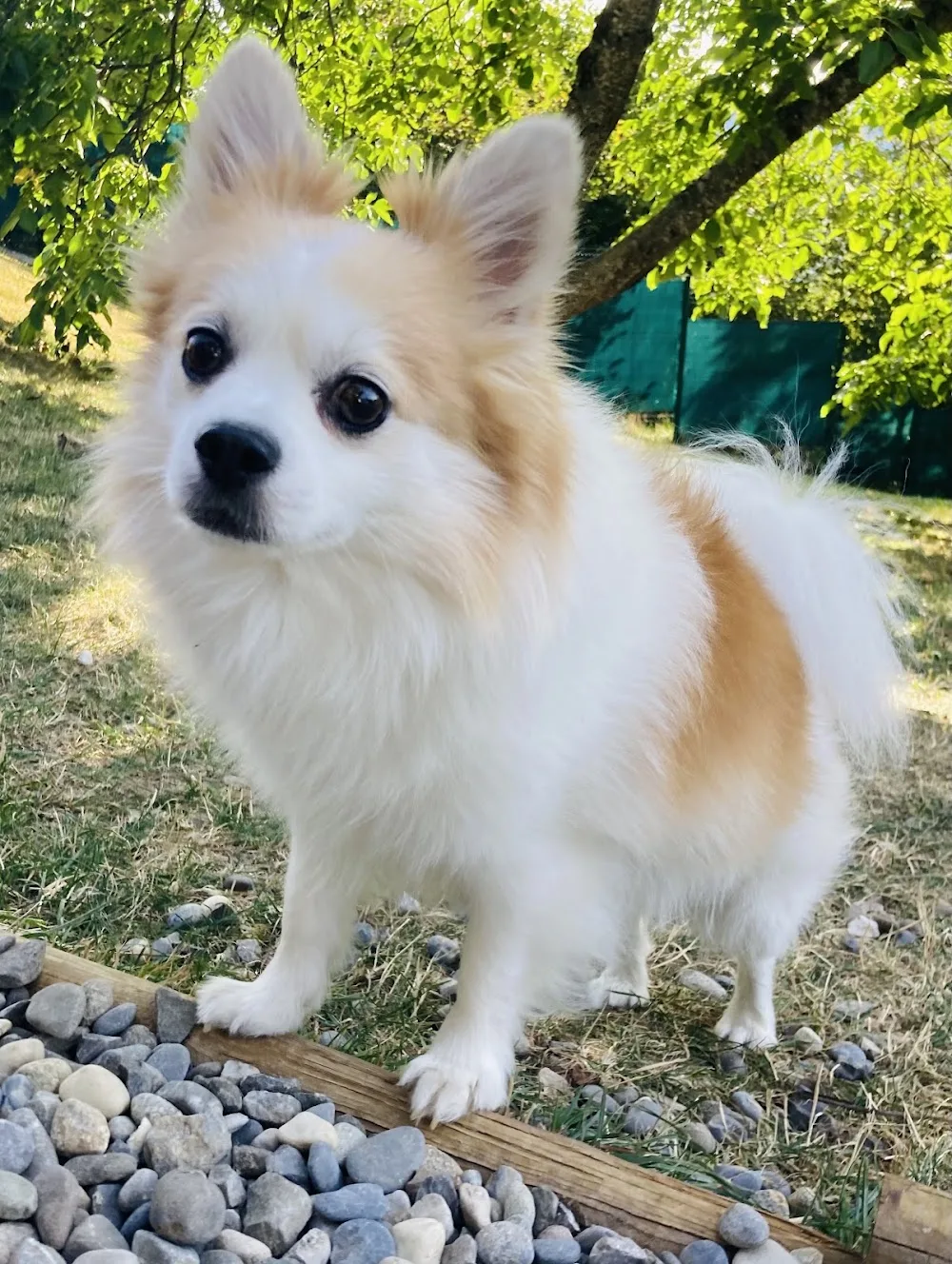 MON CHIEN EN VACANCES - Haute-Savoie pet otel görseli 3