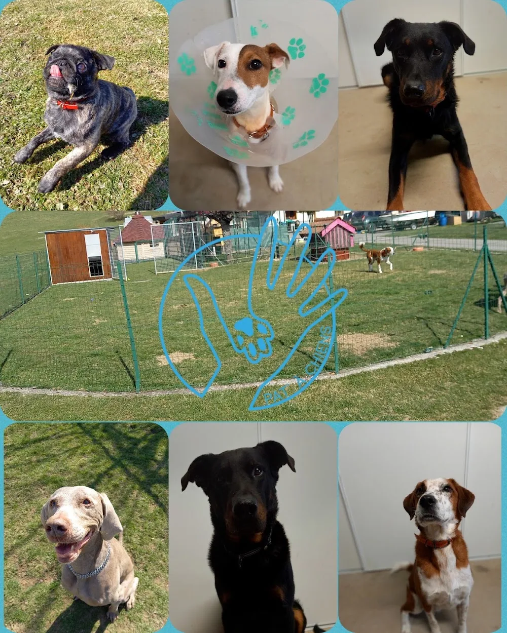 Pat’ à Chiens – Pension canine professionnelle en Haute-Savoie - Haute-Savoie pet otel görseli 2