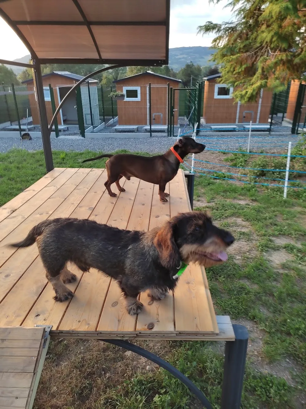 Pension Canine Bel Horizon - Haute-Savoie pet otel görseli 3