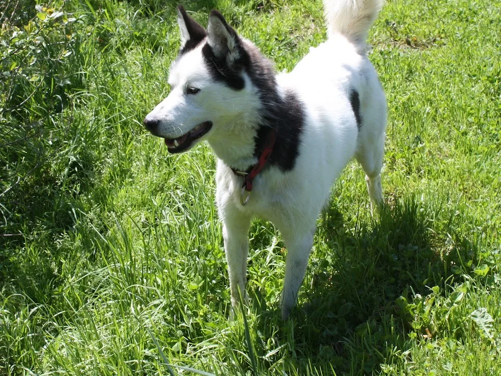 Pension canine CHEZ NOUS - Haute-Savoie pet otel görseli 2